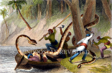 /data/Original Prints/Natural History/BON CONSTRICTOR AND BOATS CREW.jpg